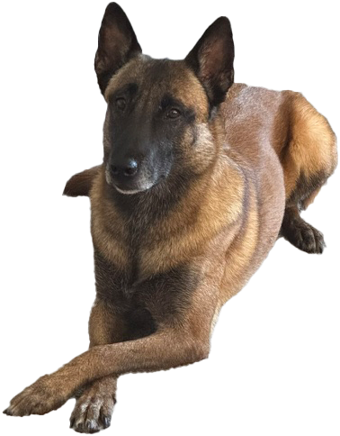 Maila